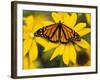 Monarch on Mexican Sunflower in the Woodland Park Zoo, Seattle, Washington, USA-Darrell Gulin-Framed Photographic Print