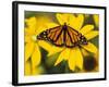 Monarch on Mexican Sunflower in the Woodland Park Zoo, Seattle, Washington, USA-Darrell Gulin-Framed Photographic Print