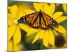 Monarch on Mexican Sunflower in the Woodland Park Zoo, Seattle, Washington, USA-Darrell Gulin-Mounted Photographic Print