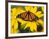 Monarch on Mexican Sunflower in the Woodland Park Zoo, Seattle, Washington, USA-Darrell Gulin-Framed Photographic Print