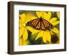 Monarch on Mexican Sunflower in the Woodland Park Zoo, Seattle, Washington, USA-Darrell Gulin-Framed Photographic Print