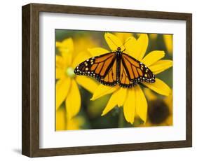 Monarch on Mexican Sunflower in the Woodland Park Zoo, Seattle, Washington, USA-Darrell Gulin-Framed Photographic Print