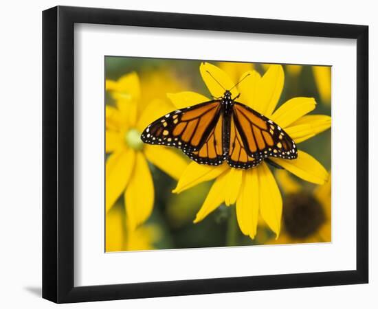 Monarch on Mexican Sunflower in the Woodland Park Zoo, Seattle, Washington, USA-Darrell Gulin-Framed Photographic Print