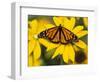 Monarch on Mexican Sunflower in the Woodland Park Zoo, Seattle, Washington, USA-Darrell Gulin-Framed Photographic Print