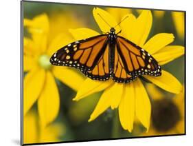 Monarch on Mexican Sunflower in the Woodland Park Zoo, Seattle, Washington, USA-Darrell Gulin-Mounted Photographic Print