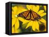 Monarch on Mexican Sunflower in the Woodland Park Zoo, Seattle, Washington, USA-Darrell Gulin-Framed Stretched Canvas