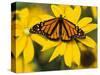 Monarch on Mexican Sunflower in the Woodland Park Zoo, Seattle, Washington, USA-Darrell Gulin-Stretched Canvas