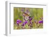 Monarch on Missouri Ironweed-Richard and Susan Day-Framed Photographic Print