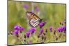 Monarch on Missouri Ironweed-Richard and Susan Day-Mounted Photographic Print