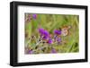 Monarch on Missouri Ironweed-Richard and Susan Day-Framed Photographic Print