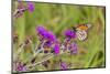 Monarch on Missouri Ironweed-Richard and Susan Day-Mounted Photographic Print