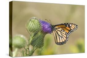 Monarch on Pasture Thistle, Prairie Ridge Sna, Marion, Illinois, Usa-Richard ans Susan Day-Stretched Canvas