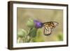 Monarch on Pasture Thistle, Prairie Ridge Sna, Marion, Illinois, Usa-Richard ans Susan Day-Framed Photographic Print