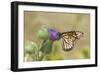 Monarch on Pasture Thistle, Prairie Ridge Sna, Marion, Illinois, Usa-Richard ans Susan Day-Framed Photographic Print