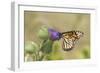 Monarch on Pasture Thistle, Prairie Ridge Sna, Marion, Illinois, Usa-Richard ans Susan Day-Framed Photographic Print