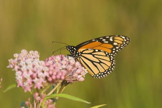 'Monarch on Swamp Milkweed Marion Co. Il' Photographic Print - Richard ...