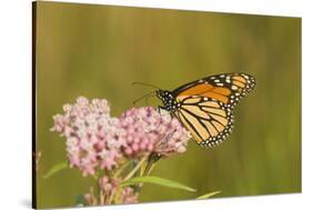 Monarch on Swamp Milkweed Marion Co. Il-Richard ans Susan Day-Stretched Canvas