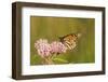 Monarch on Swamp Milkweed Marion Co. Il-Richard ans Susan Day-Framed Photographic Print