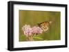 Monarch on Swamp Milkweed Marion Co. Il-Richard ans Susan Day-Framed Photographic Print