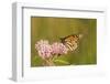 Monarch on Swamp Milkweed Marion Co. Il-Richard ans Susan Day-Framed Photographic Print