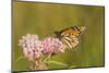 Monarch on Swamp Milkweed Marion Co. Il-Richard ans Susan Day-Mounted Photographic Print