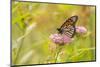 Monarch on swamp milkweed-Richard and Susan Day-Mounted Photographic Print