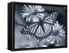 Monarch on Wildflower-Gordon Semmens-Framed Stretched Canvas