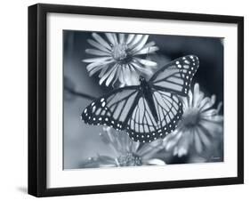 Monarch on Wildflower-Gordon Semmens-Framed Photographic Print