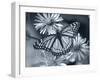 Monarch on Wildflower-Gordon Semmens-Framed Photographic Print