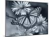 Monarch on Wildflower-Gordon Semmens-Mounted Photographic Print