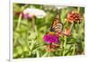 Monarch on zinnia.-Richard and Susan Day-Framed Photographic Print