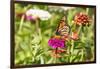 Monarch on zinnia.-Richard and Susan Day-Framed Photographic Print