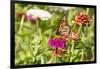 Monarch on zinnia.-Richard and Susan Day-Framed Photographic Print