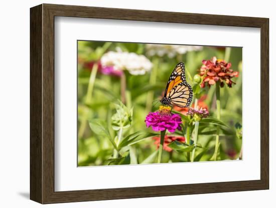 Monarch on zinnia.-Richard and Susan Day-Framed Photographic Print