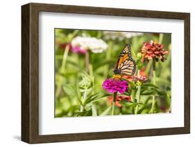 Monarch on zinnia.-Richard and Susan Day-Framed Photographic Print