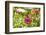 Monarch on zinnia.-Richard and Susan Day-Framed Photographic Print