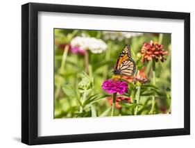 Monarch on zinnia.-Richard and Susan Day-Framed Photographic Print