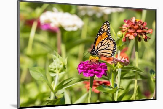 Monarch on zinnia.-Richard and Susan Day-Mounted Photographic Print