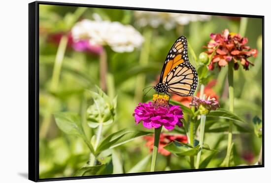 Monarch on zinnia.-Richard and Susan Day-Framed Stretched Canvas