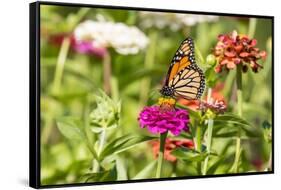 Monarch on zinnia.-Richard and Susan Day-Framed Stretched Canvas
