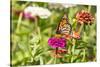 Monarch on zinnia.-Richard and Susan Day-Stretched Canvas