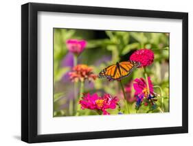 Monarch on zinnia.-Richard and Susan Day-Framed Photographic Print
