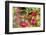 Monarch on zinnia.-Richard and Susan Day-Framed Photographic Print