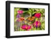 Monarch on zinnia.-Richard and Susan Day-Framed Photographic Print