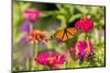 Monarch on zinnia.-Richard and Susan Day-Mounted Photographic Print