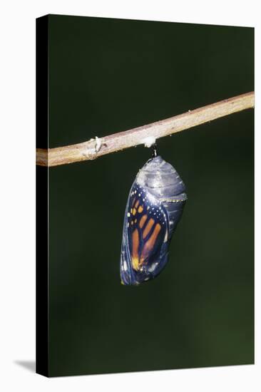 Monarch Pupa, Chrysalis before Emergence Marion County, Illinois-Richard and Susan Day-Stretched Canvas