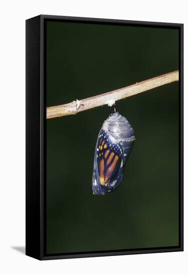 Monarch Pupa, Chrysalis before Emergence Marion County, Illinois-Richard and Susan Day-Framed Stretched Canvas