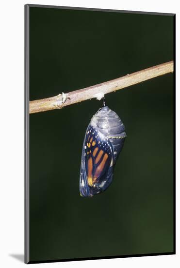 Monarch Pupa, Chrysalis before Emergence Marion County, Illinois-Richard and Susan Day-Mounted Photographic Print