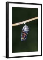 Monarch Pupa, Chrysalis before Emergence Marion County, Illinois-Richard and Susan Day-Framed Photographic Print