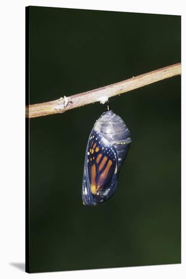 Monarch Pupa, Chrysalis before Emergence Marion County, Illinois-Richard and Susan Day-Stretched Canvas